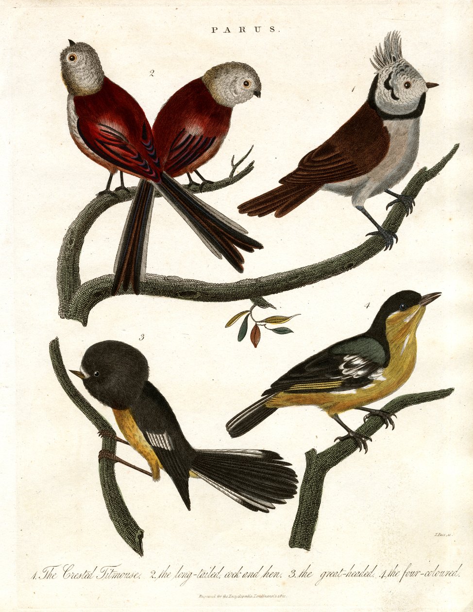 Titmice and Parids by John Pass