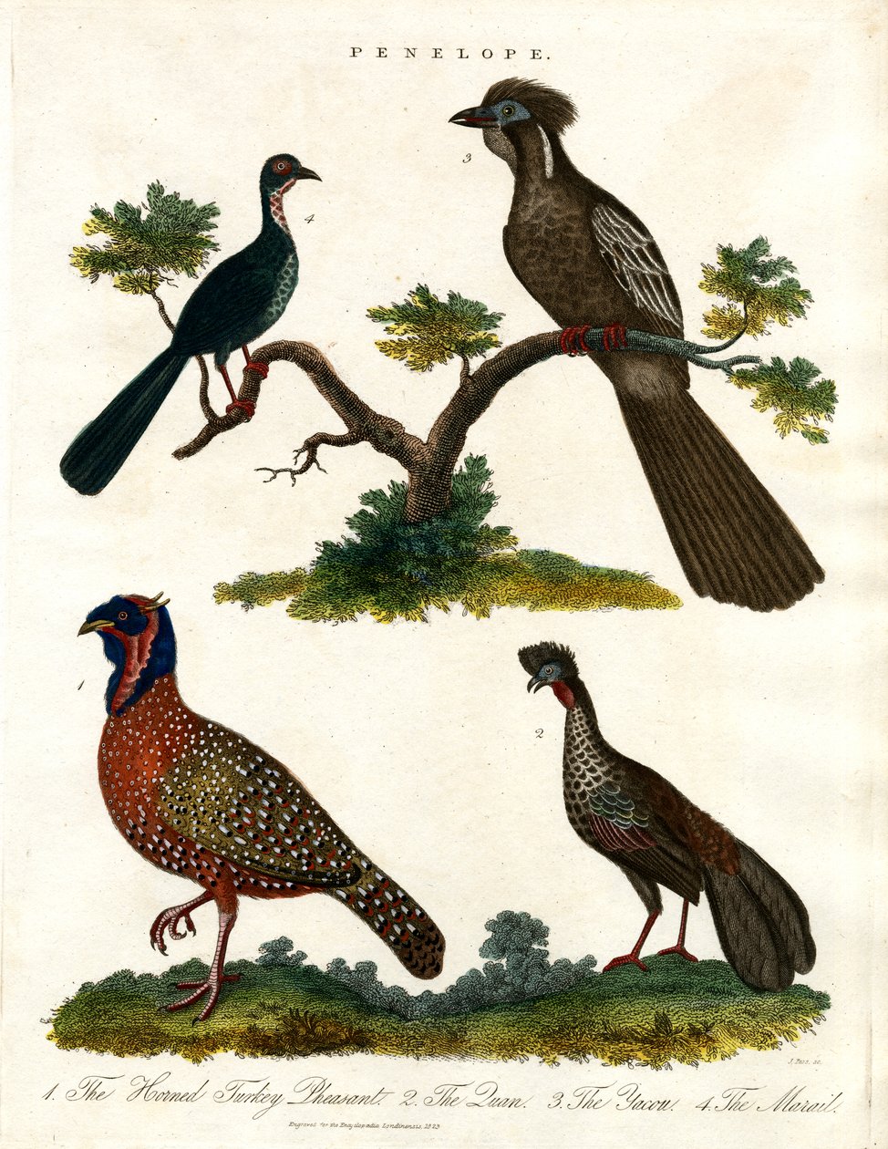 Penelope Species (Turkeys and Pheasants) by John Pass