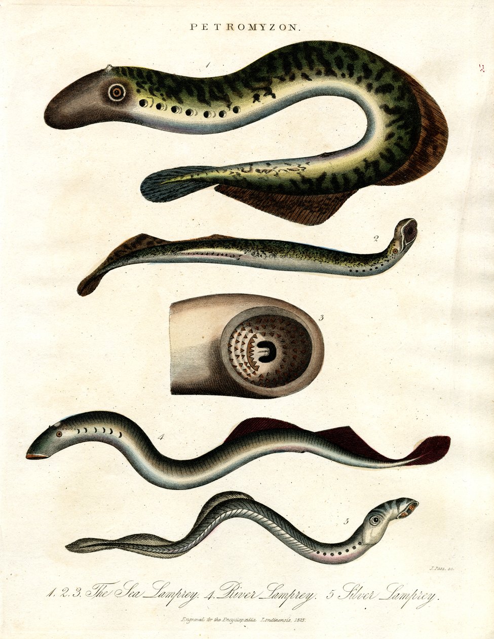 Lamprey by John Pass