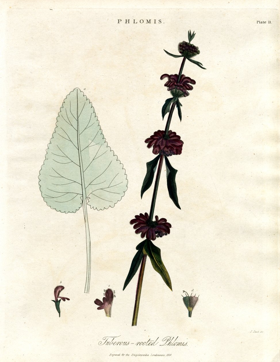 Phlomis: Tuberous-rooted Jerusalem Sage by John Pass