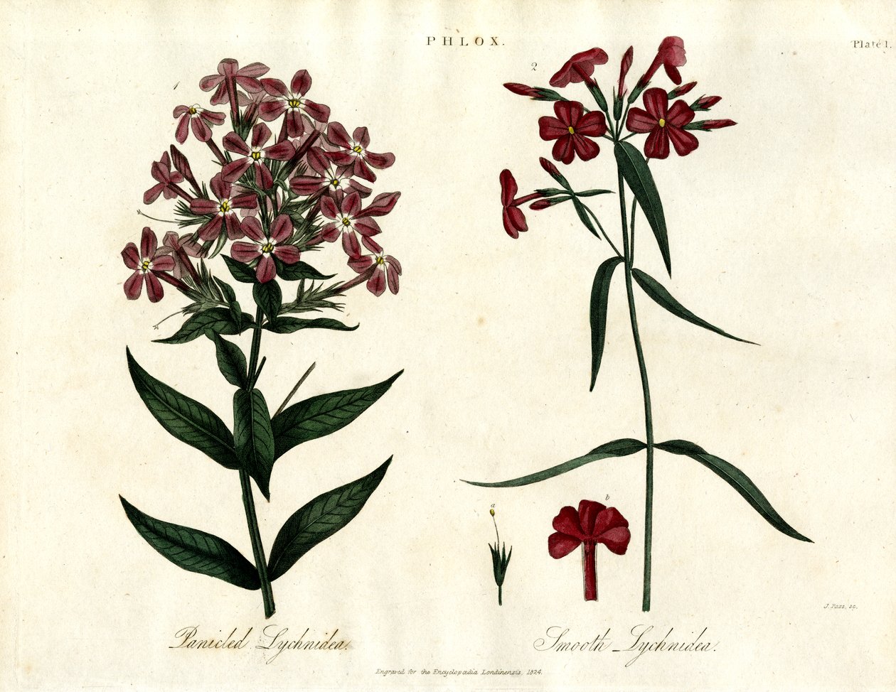 Phlox Species by John Pass