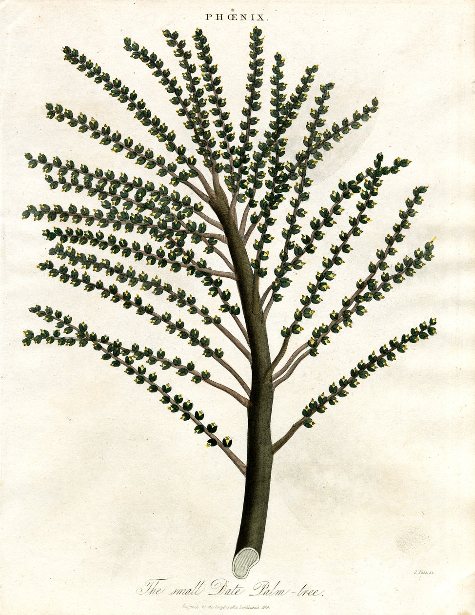 Phoenix (Date Palm) by John Pass