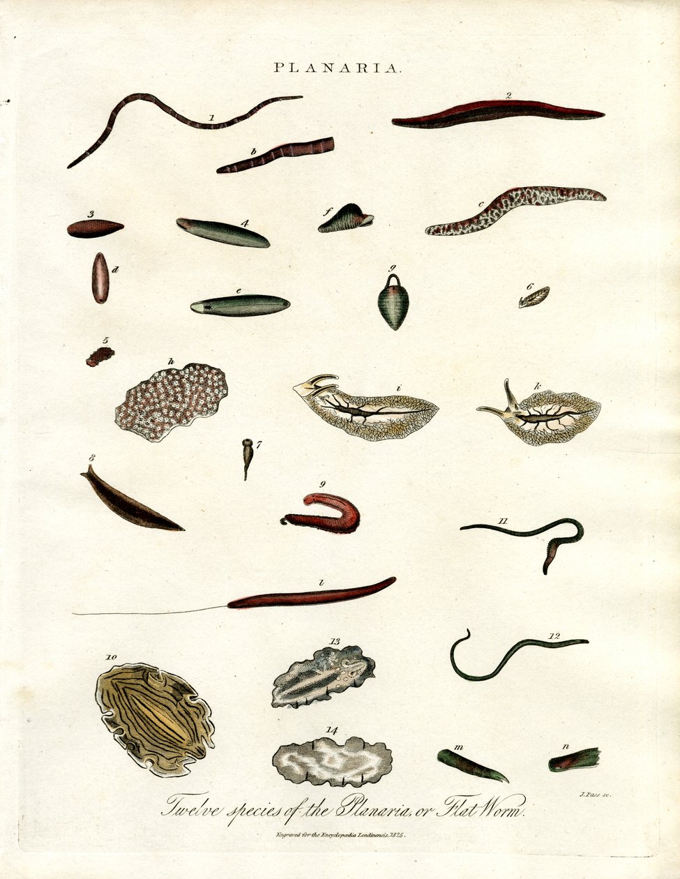 Planaria - Twelve Species of Flatworms by John Pass