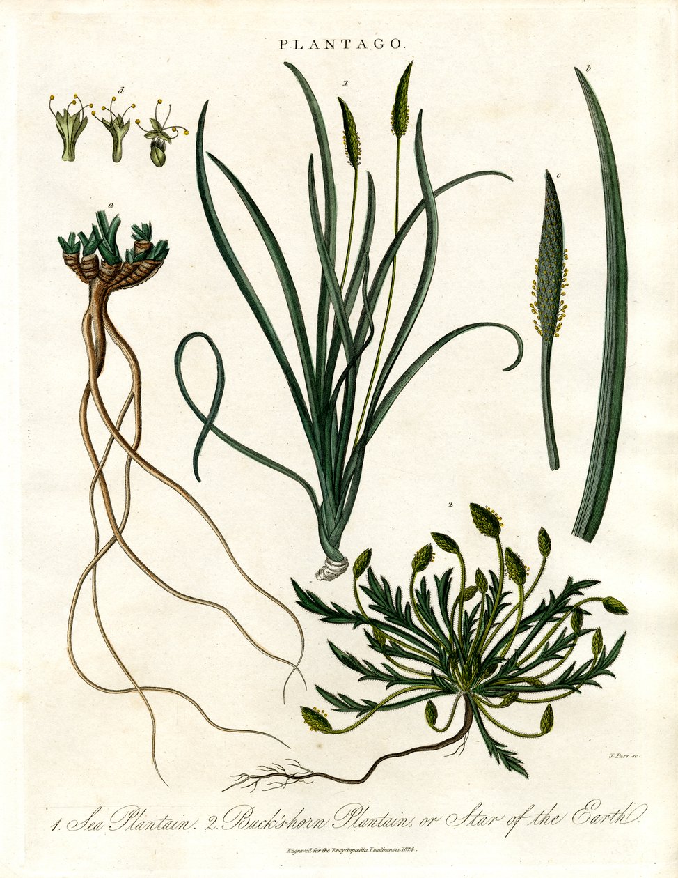 Plantago Species by John Pass