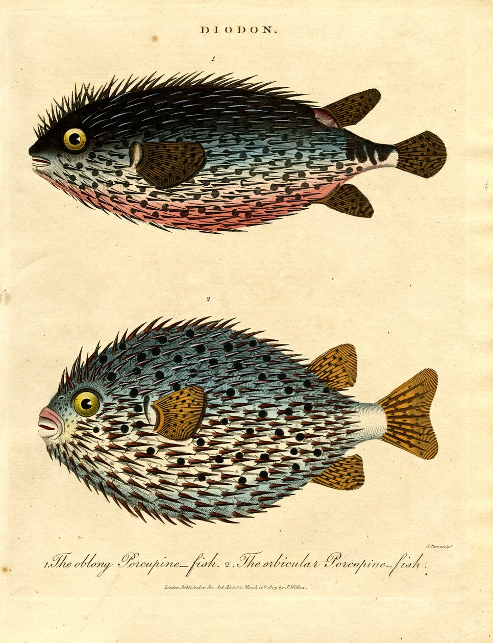 Porcupine Fish by John Pass: High-quality fine art print