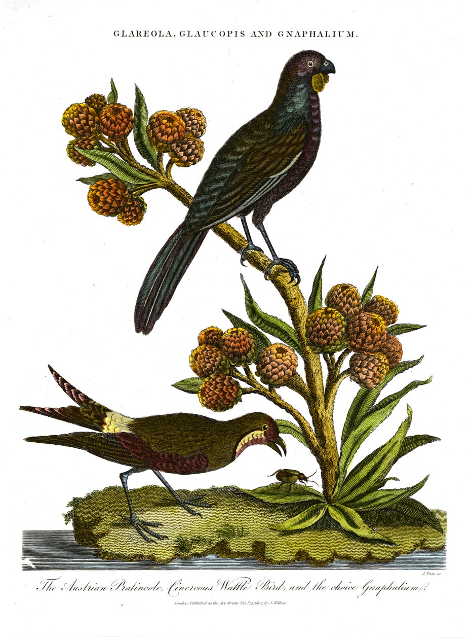 Austrian Pratincole; Cinerous Wattle Bird and Choice Gnaphalium by John Pass