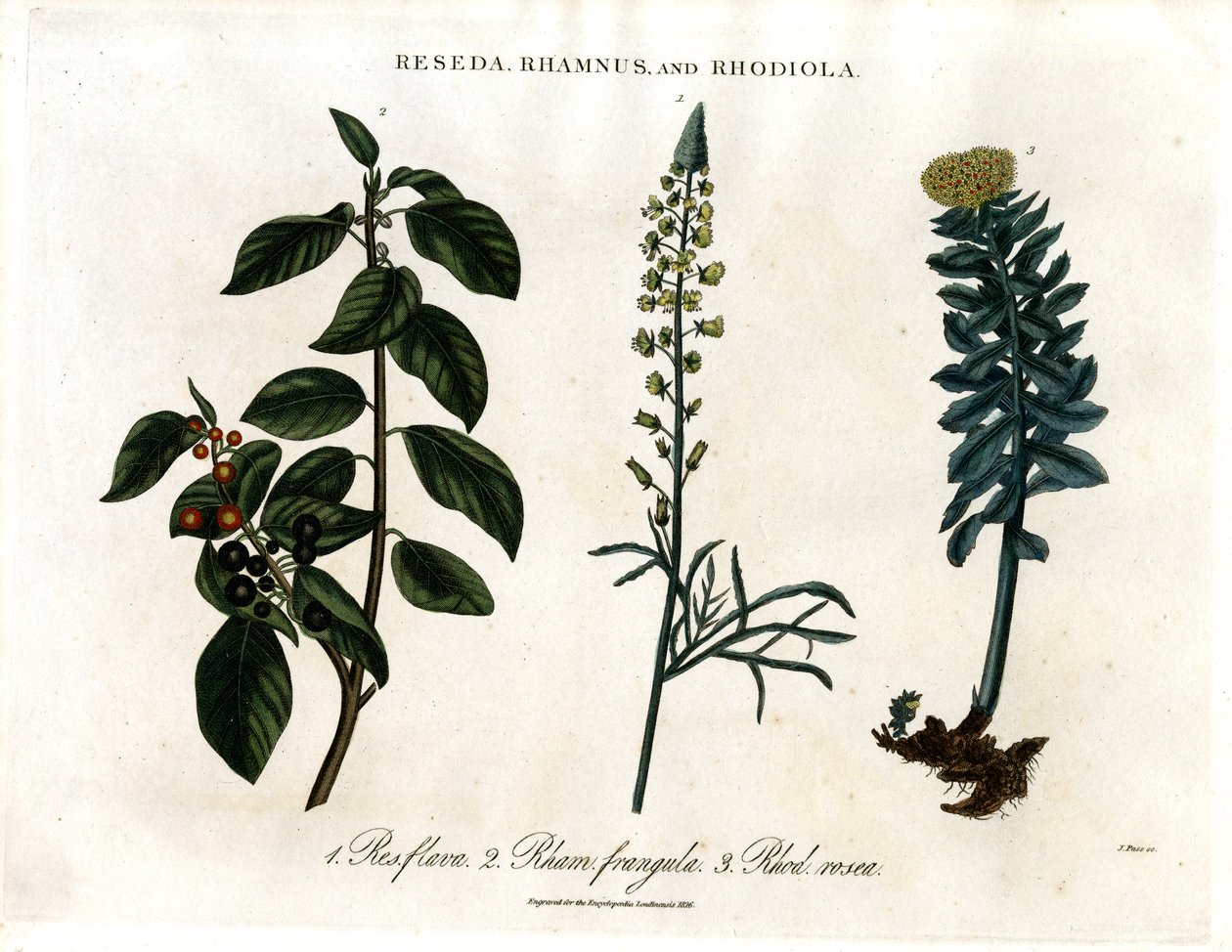 Reseda, Rhamnus and Rhodiola by John Pass