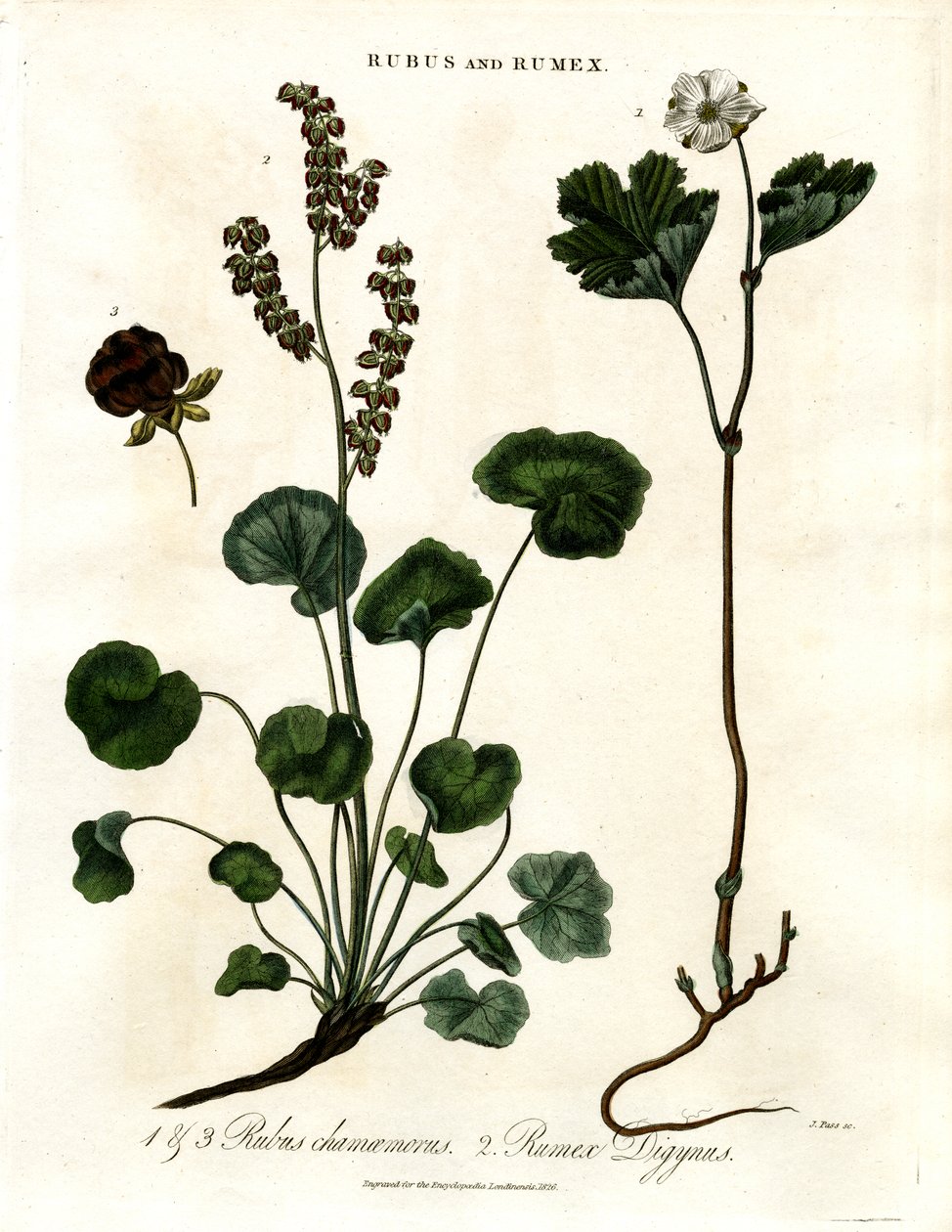 Rubus and Rumex: Cloudberry and Mountain Sorrel by John Pass