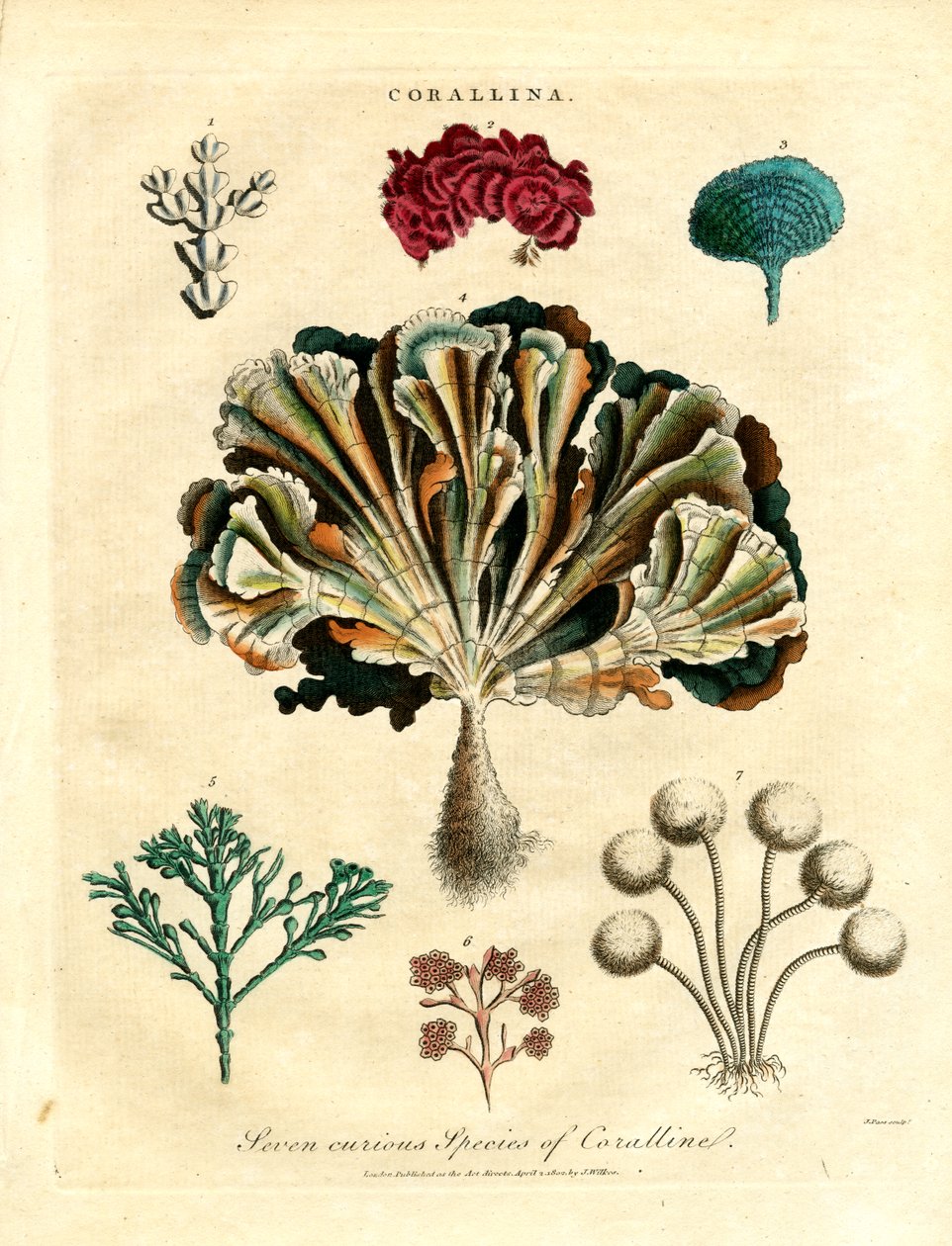 Seven Curious Species of Coralline by John Pass