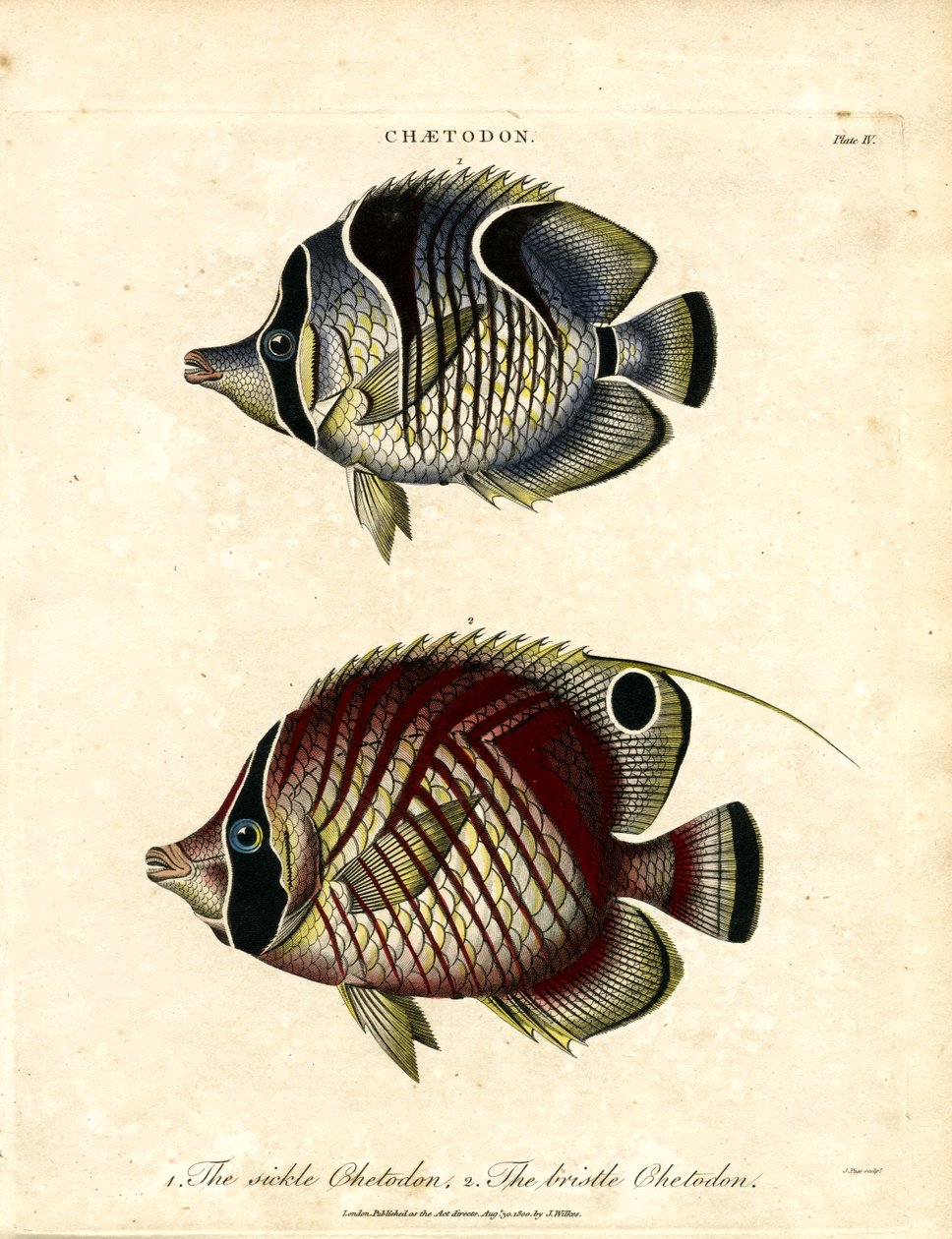 Sickle Chetodon and Bristle Chetodon by John Pass