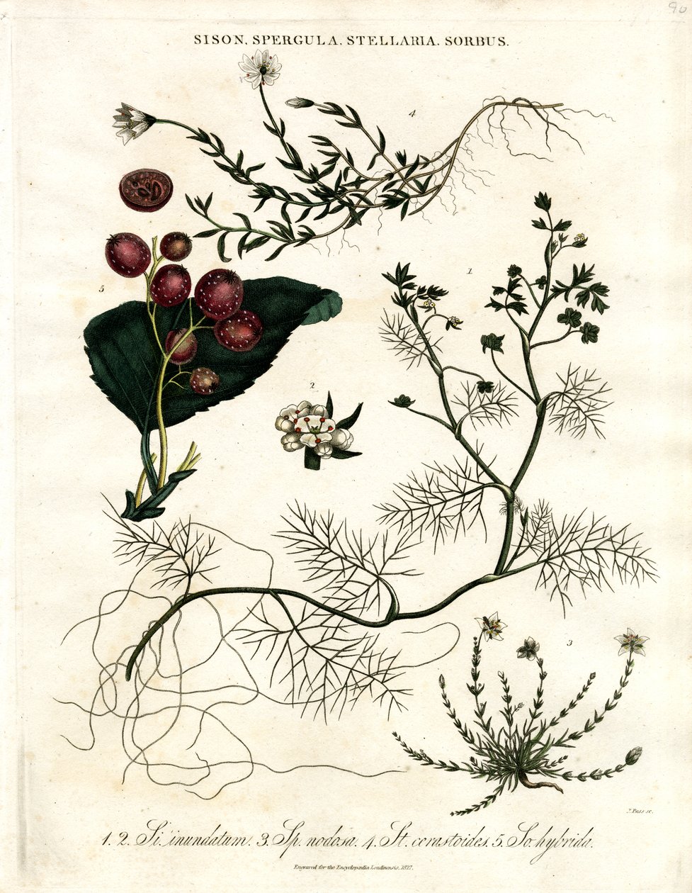 Sison, Spergula, Stellaria, Sorbus by John Pass