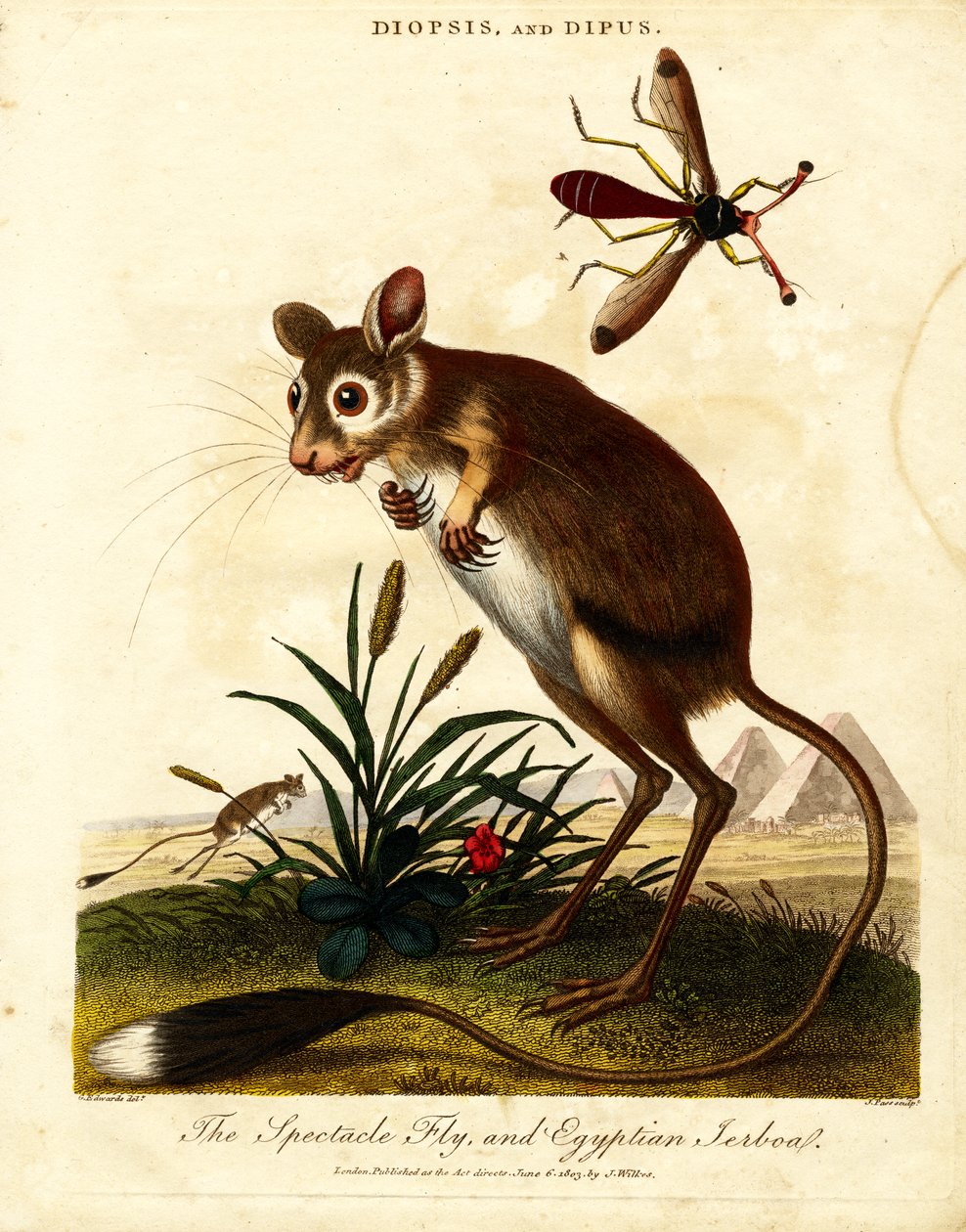 Spectacle Fly and Egyptian Jerboa by John Pass