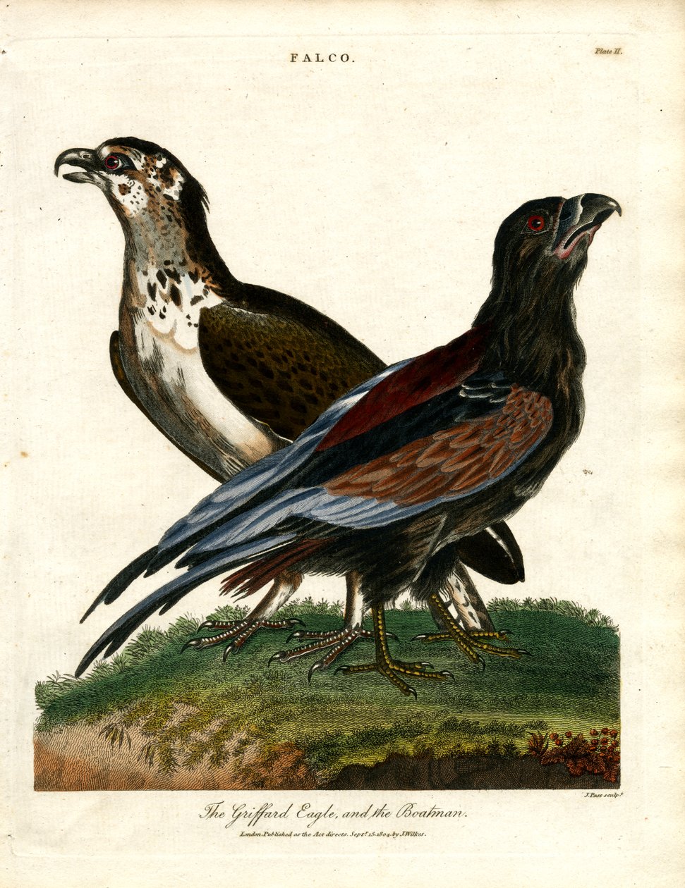The Griffard Eagle and the Boatman by John Pass