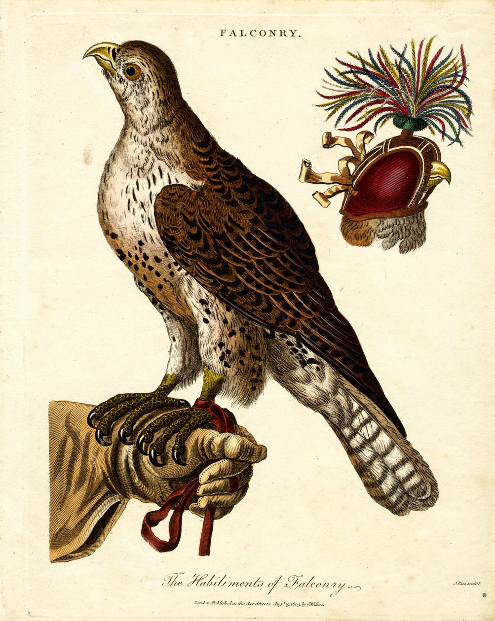 The Habiliments of Falconry by John Pass