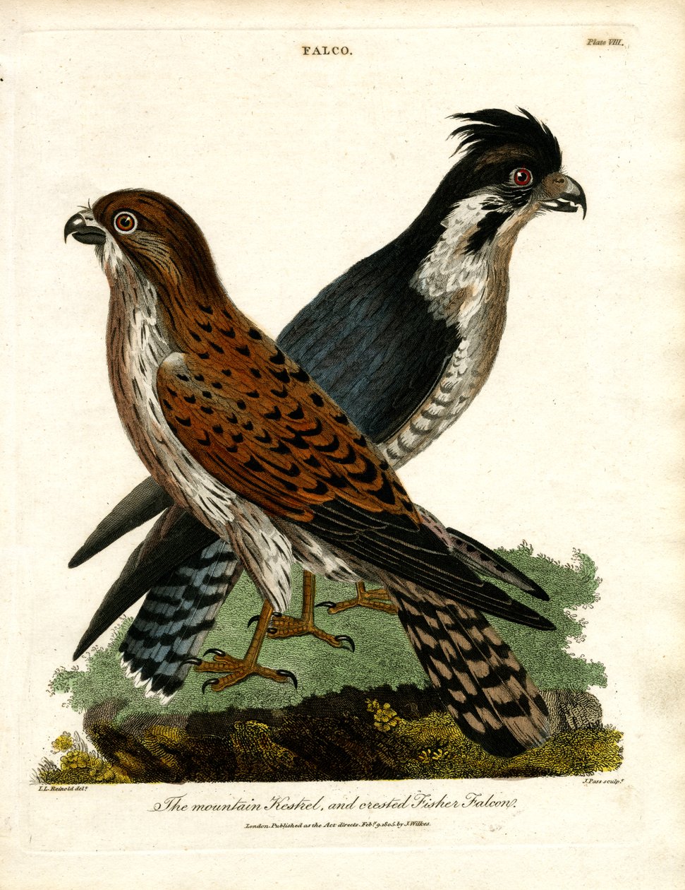 The Mountain Kestrel and Crested Fisher Falcon by John Pass