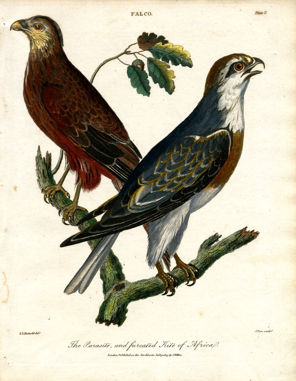 The Parasite and Furcated Kite of Africa by John Pass