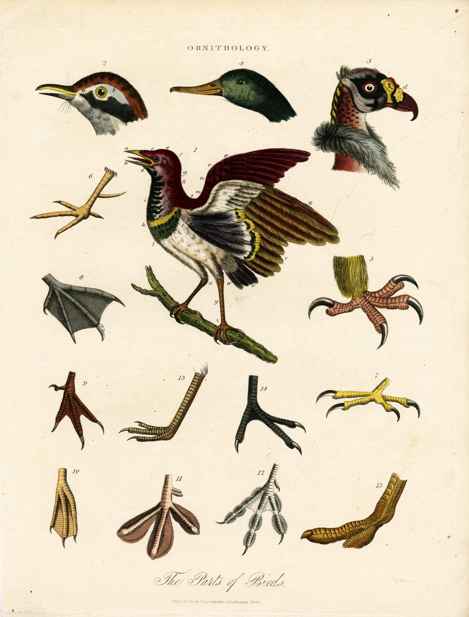 The Parts of Birds by John Pass