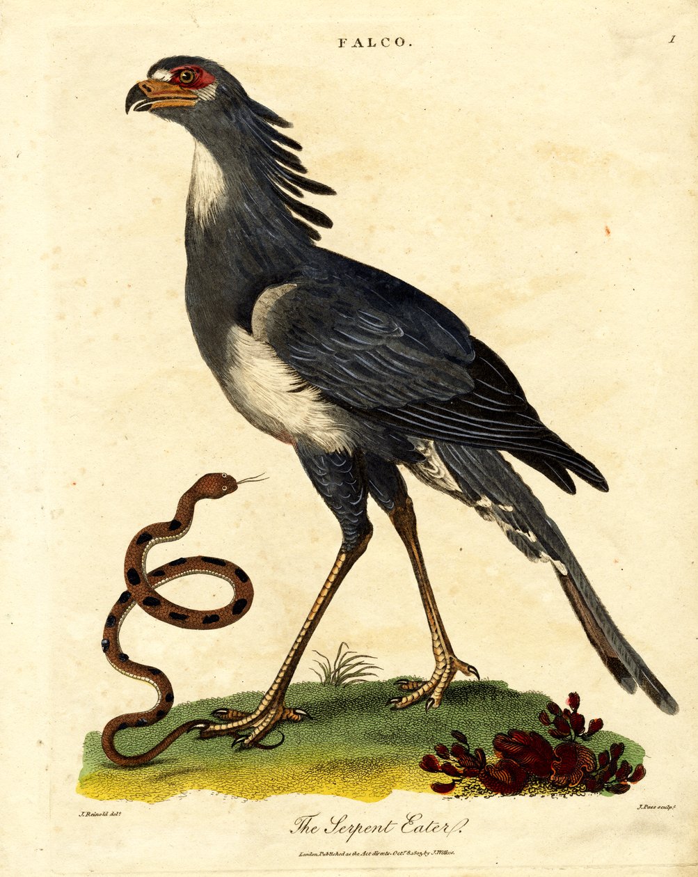 The Secretary Bird or Serpent Eater by John Pass