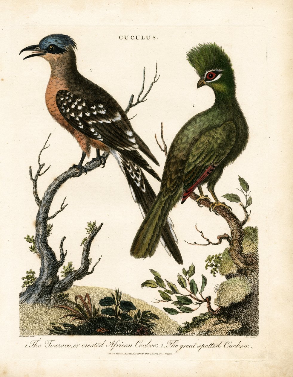 The Touraco and the Great Spotted Cuckoo by John Pass