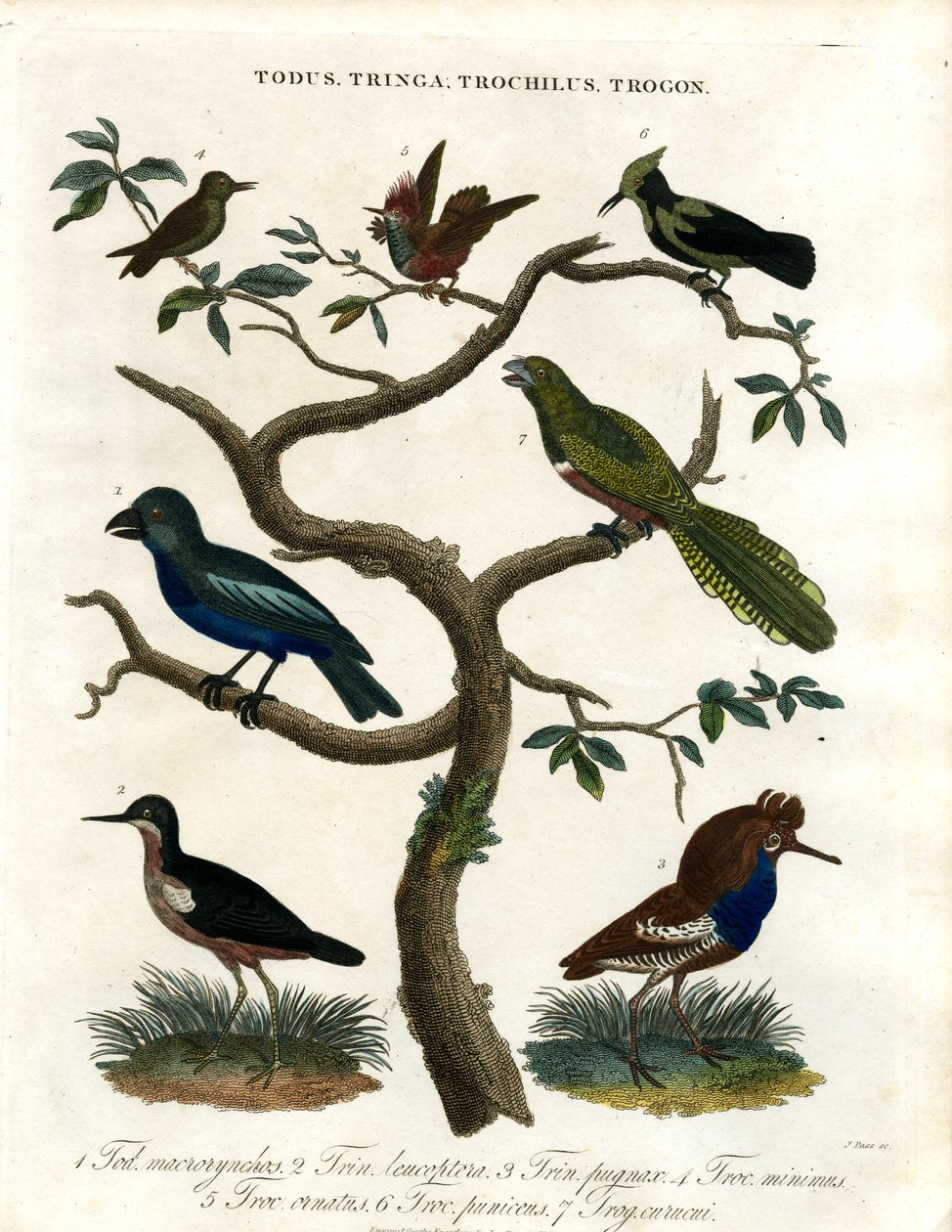 Todus, Tringa, Trochilus and Trogon by John Pass