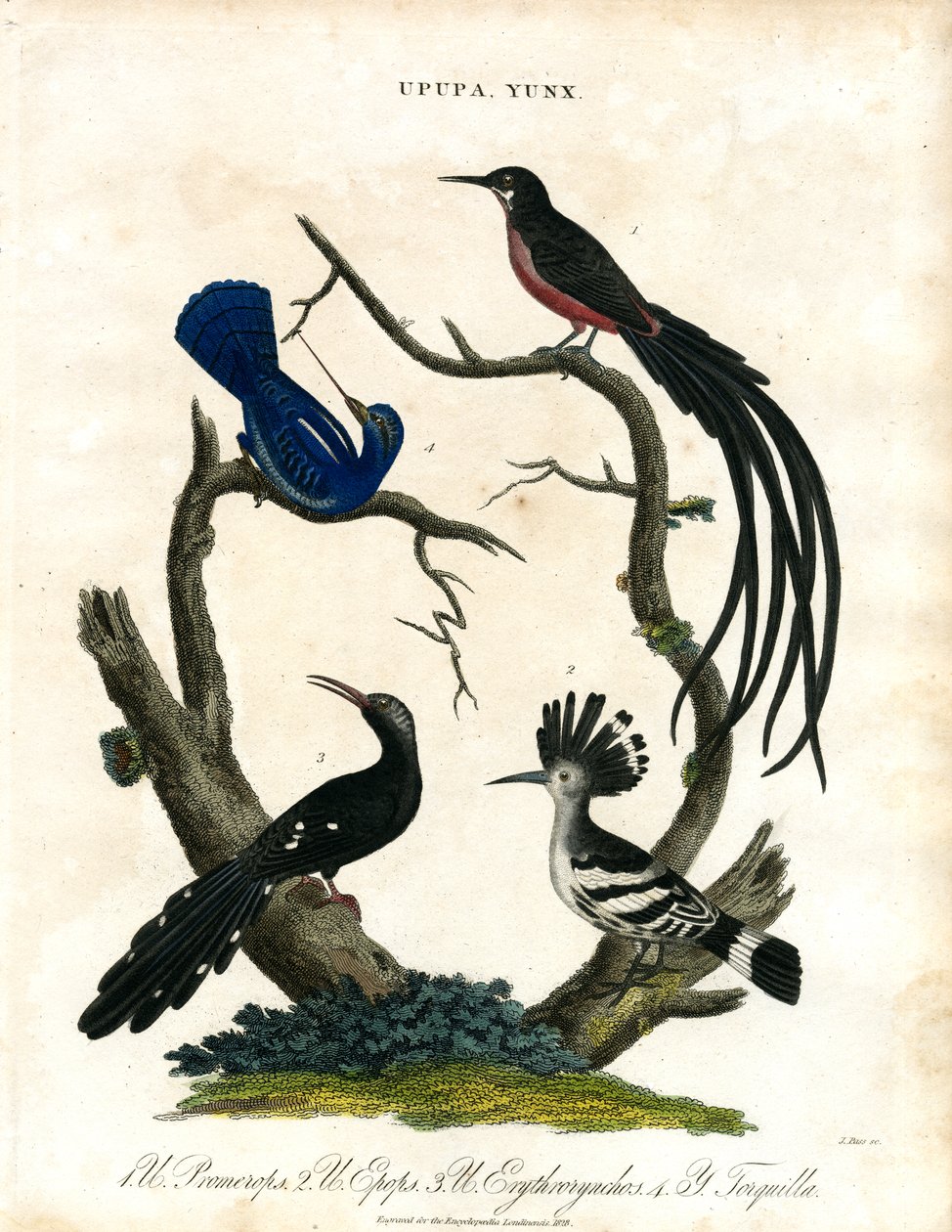 Upupa and Yunx (Hoopoe and Wryneck) by John Pass