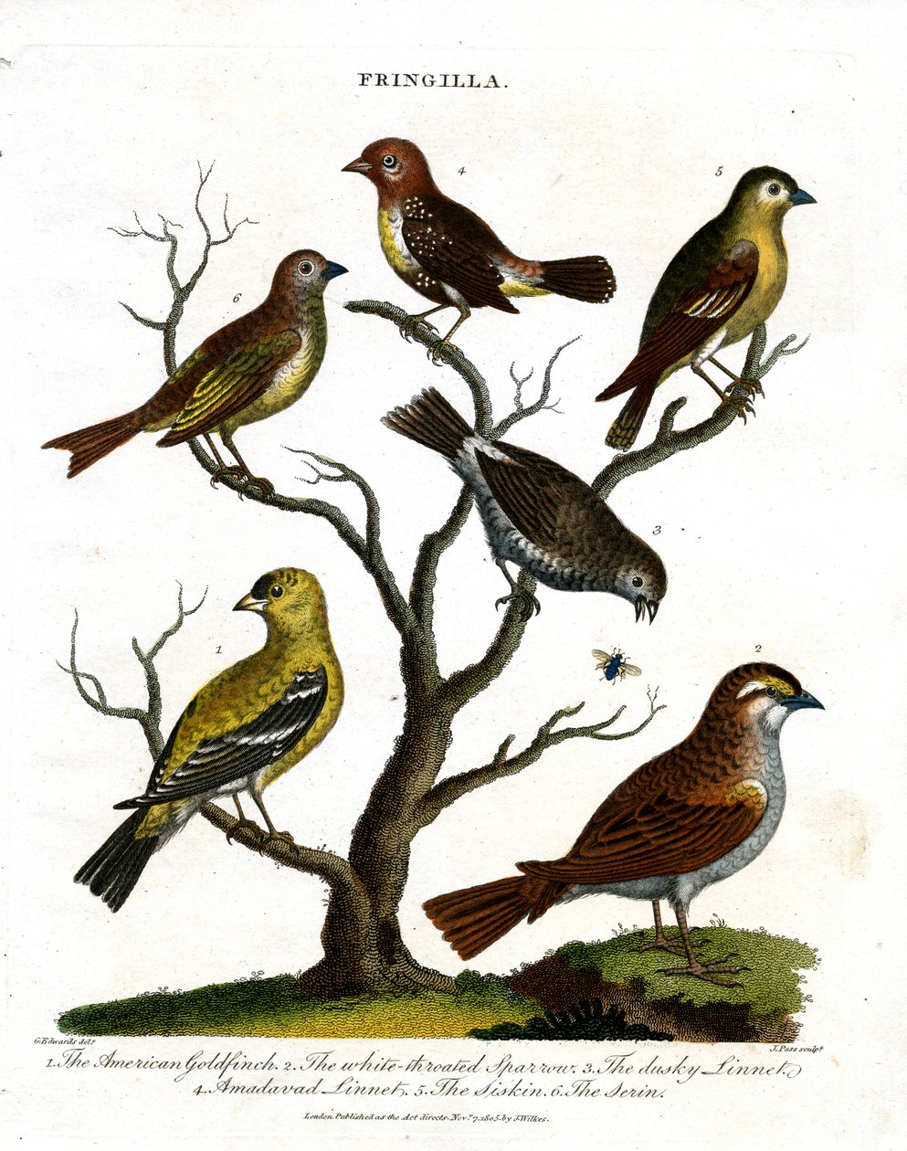 Various Species of Finches by John Pass