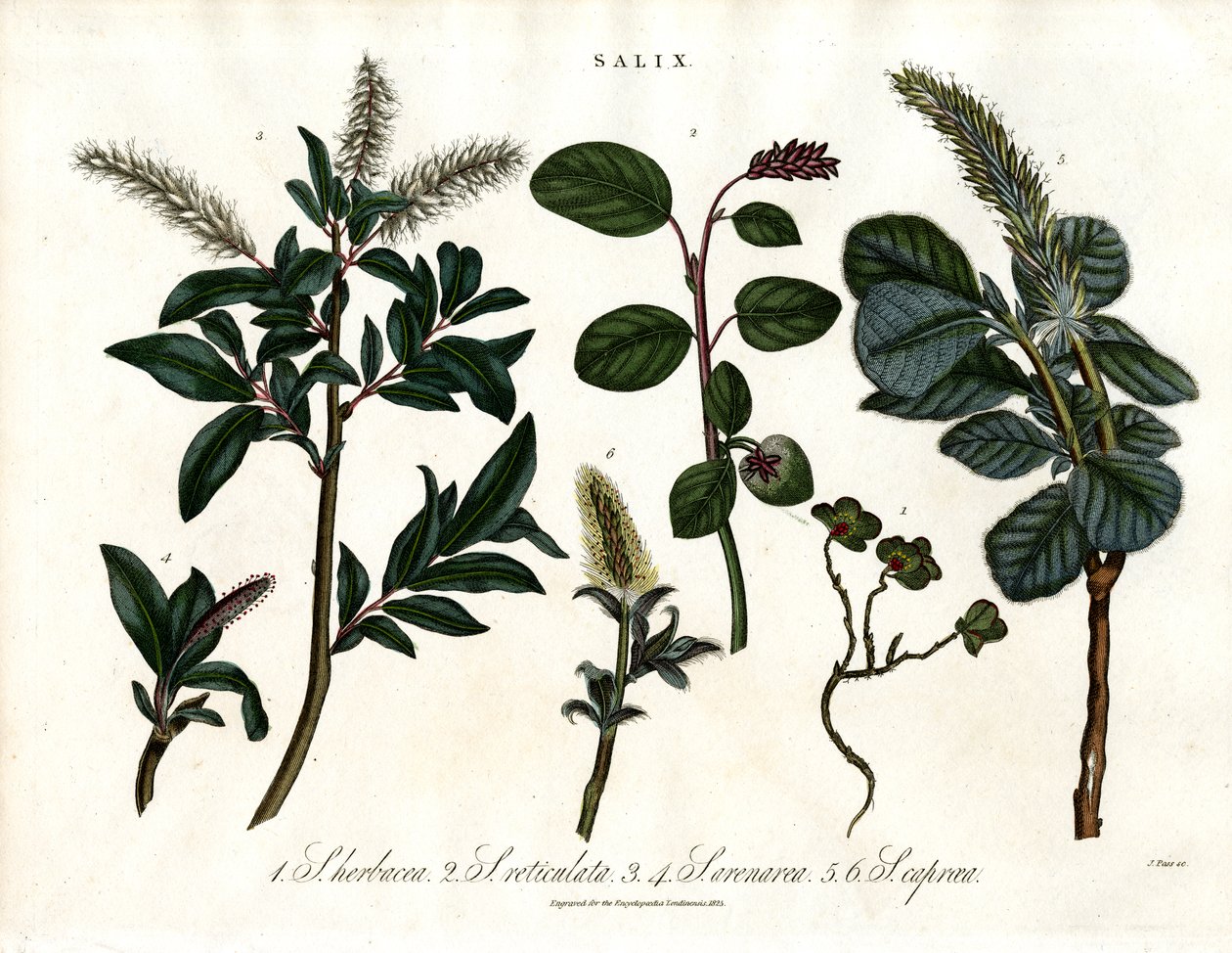 Various Willow Species (Salix) by John Pass