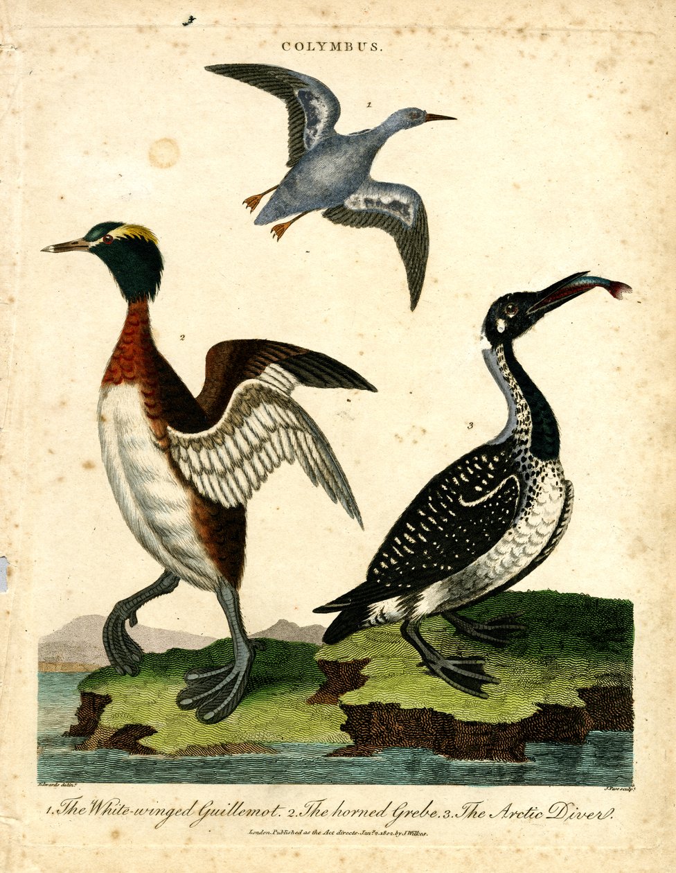 Water Birds - White-winged Guillemot; Horned Grebe and Arctic Diver by John Pass
