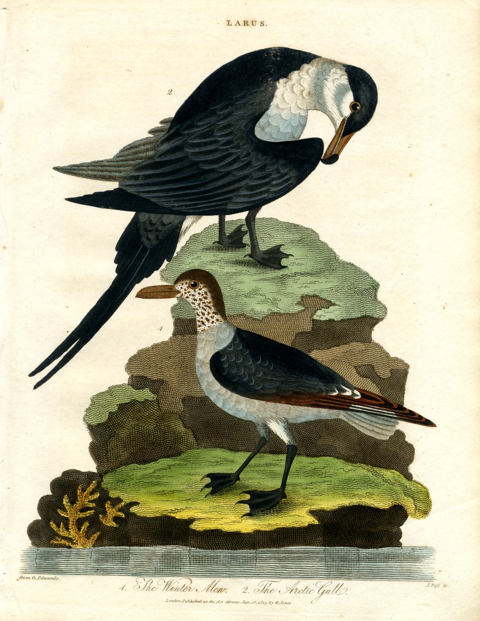 Winter Mew and Arctic Gull by John Pass