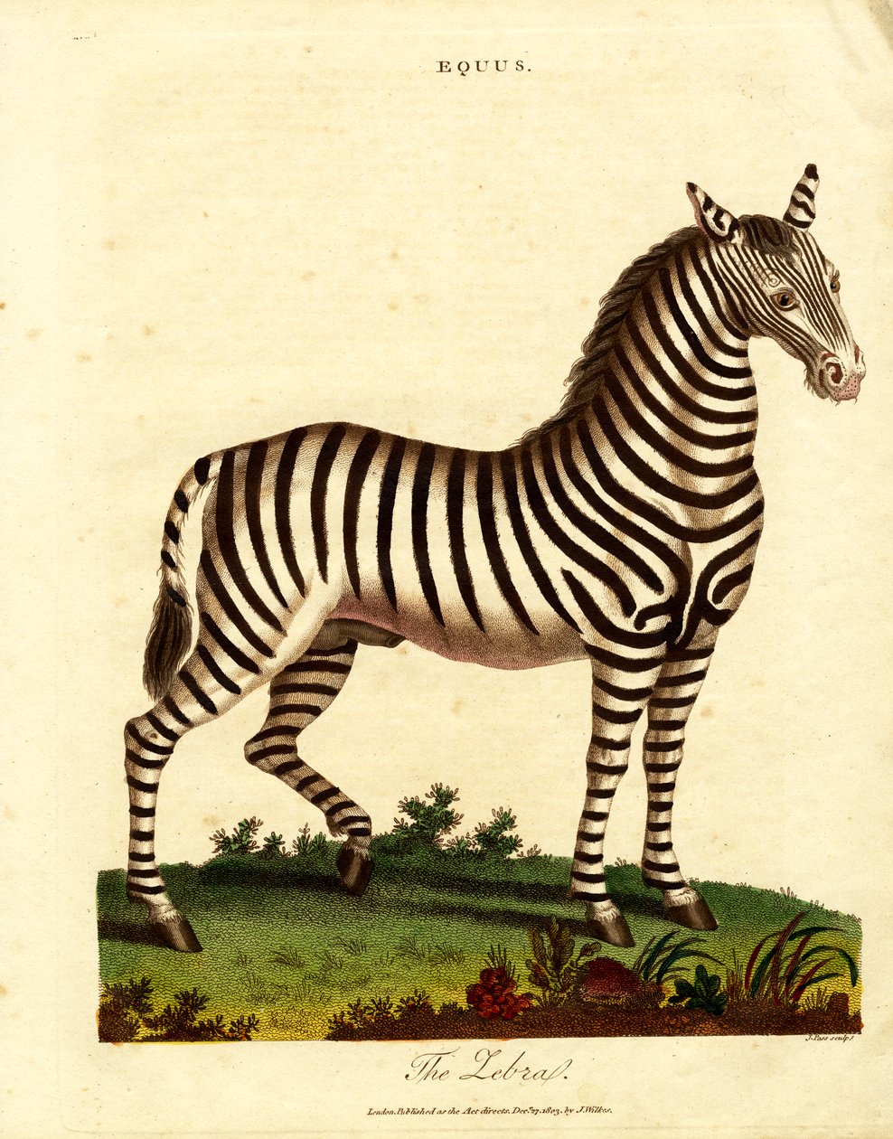 Zebra by John Pass