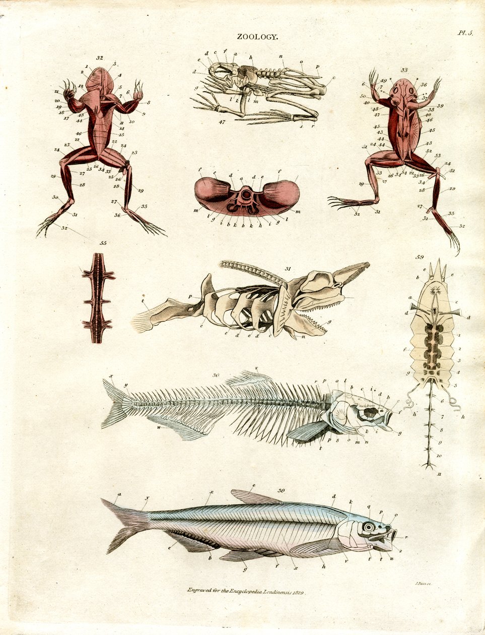 Zoological Anatomical Illustrations (Plate 5) by John Pass