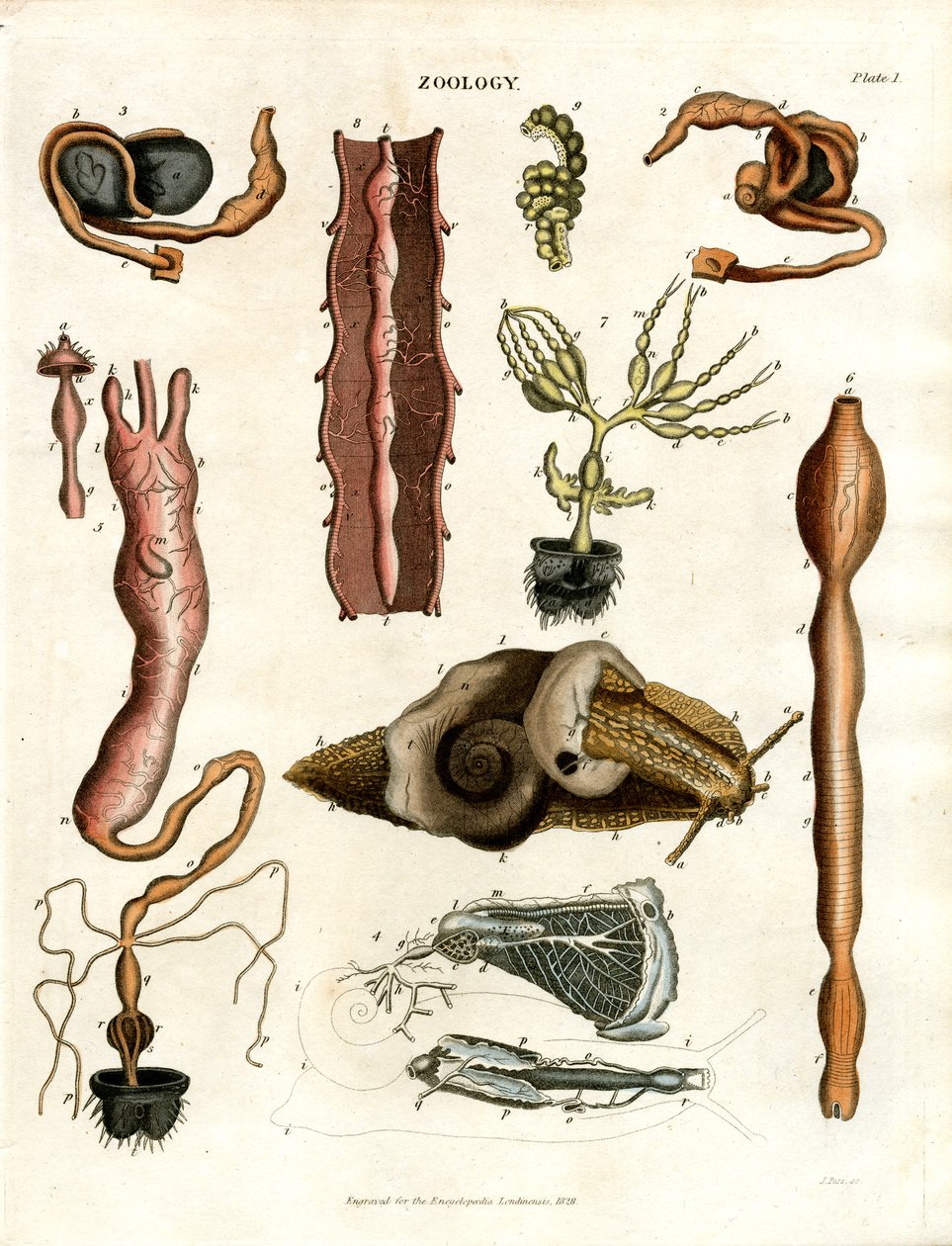 Zoology Plate I: Anatomical Illustrations of Various Animals by John Pass