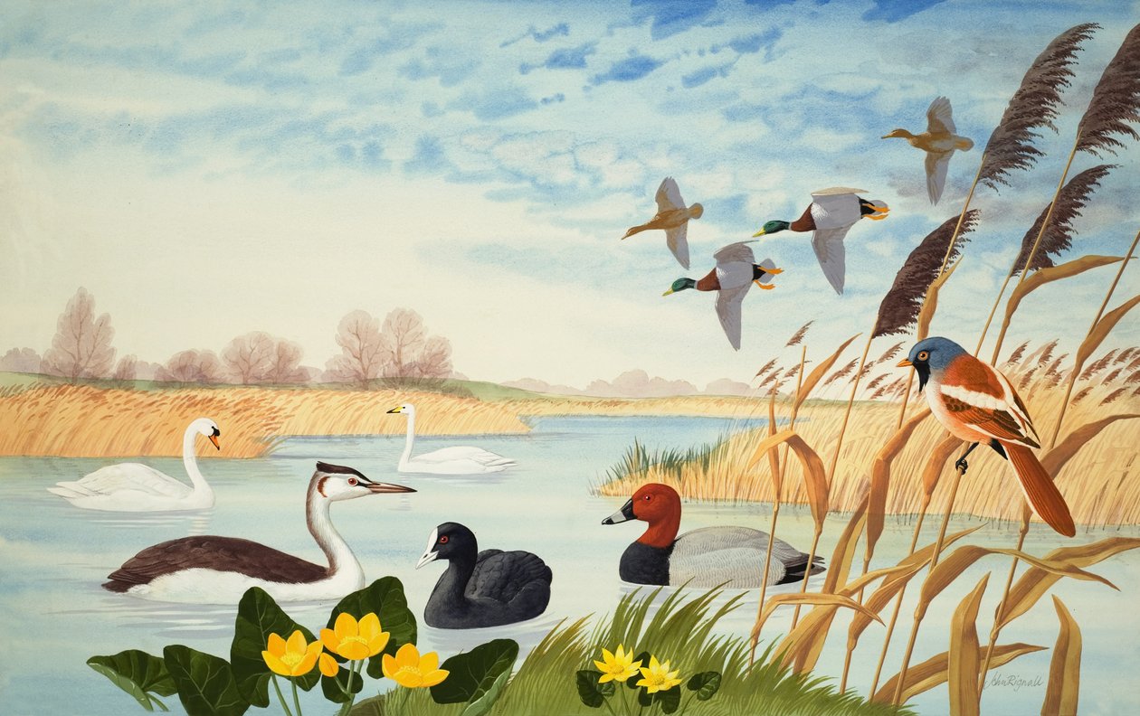 Nature Scene by John Rignall