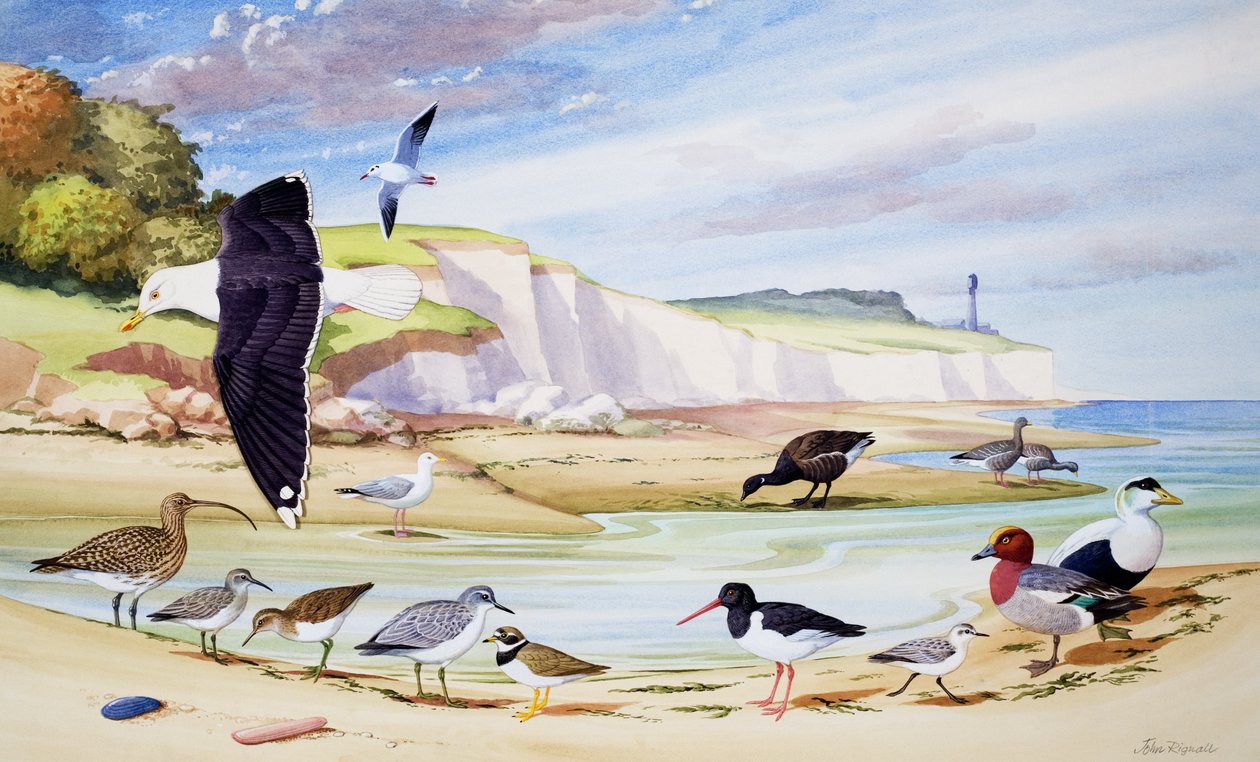 Sea Birds by John Rignall