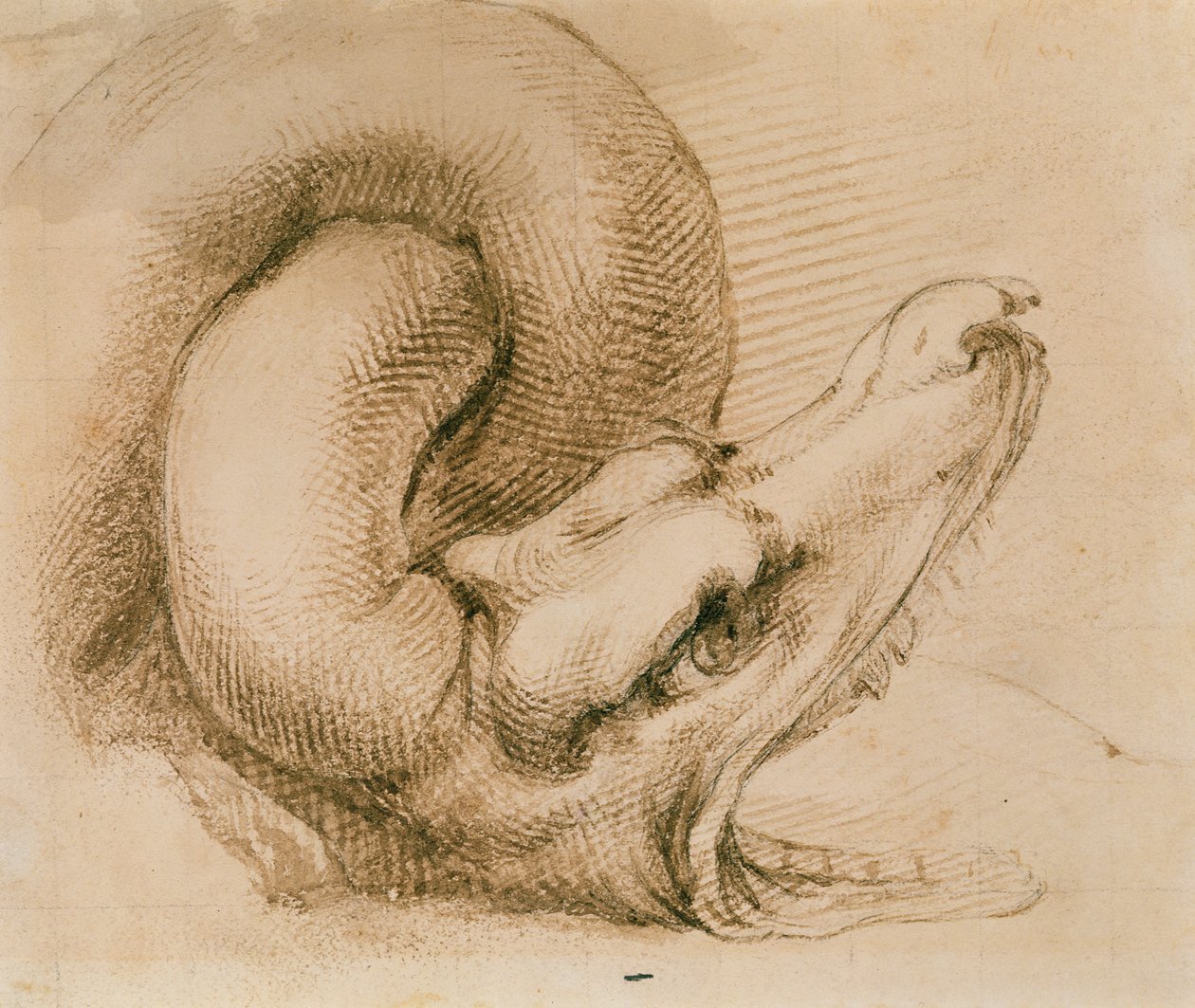 Study of a Dragon