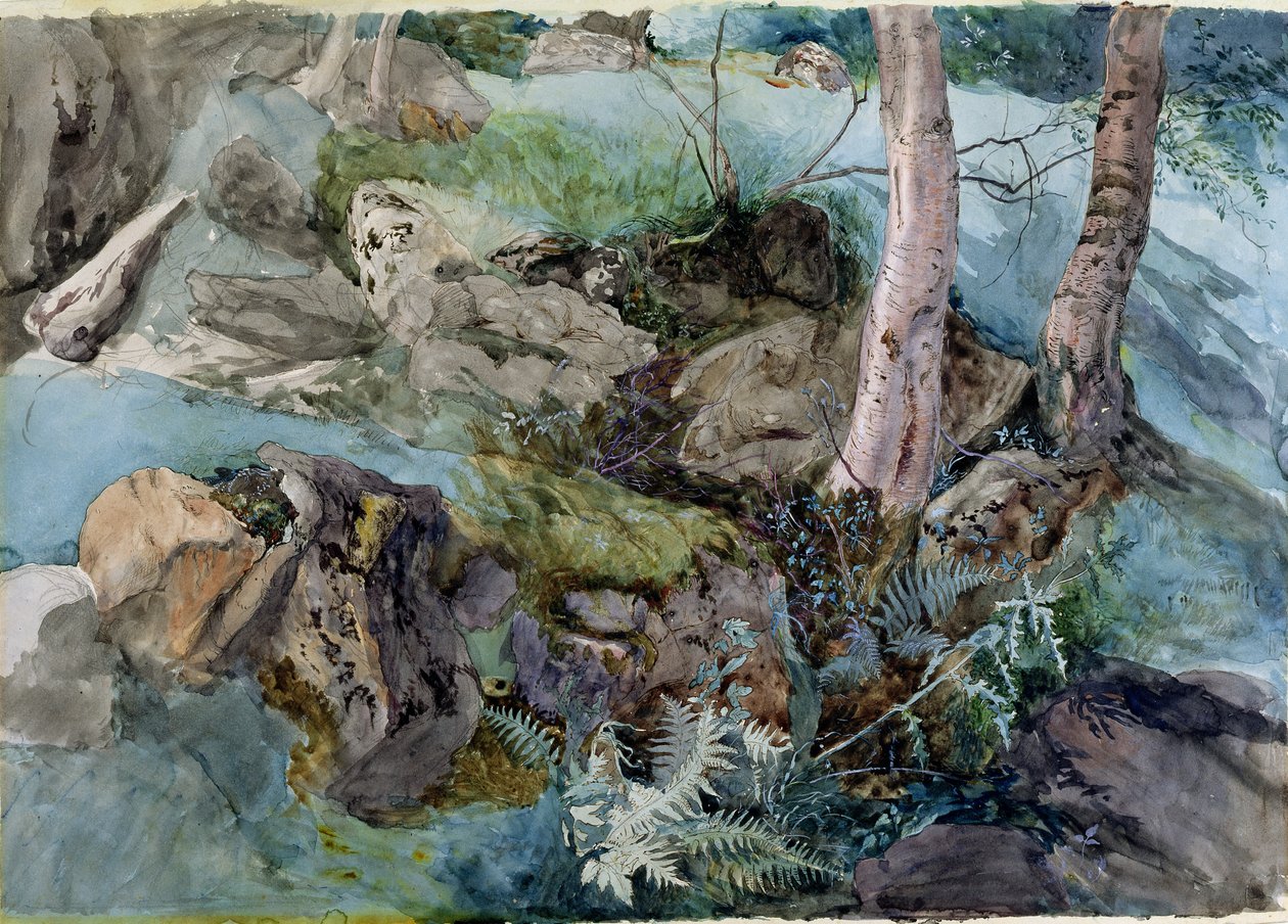 Study of Rocks and Ferns in a Wood at Crossmount, Perthshire, 1843 by John Ruskin