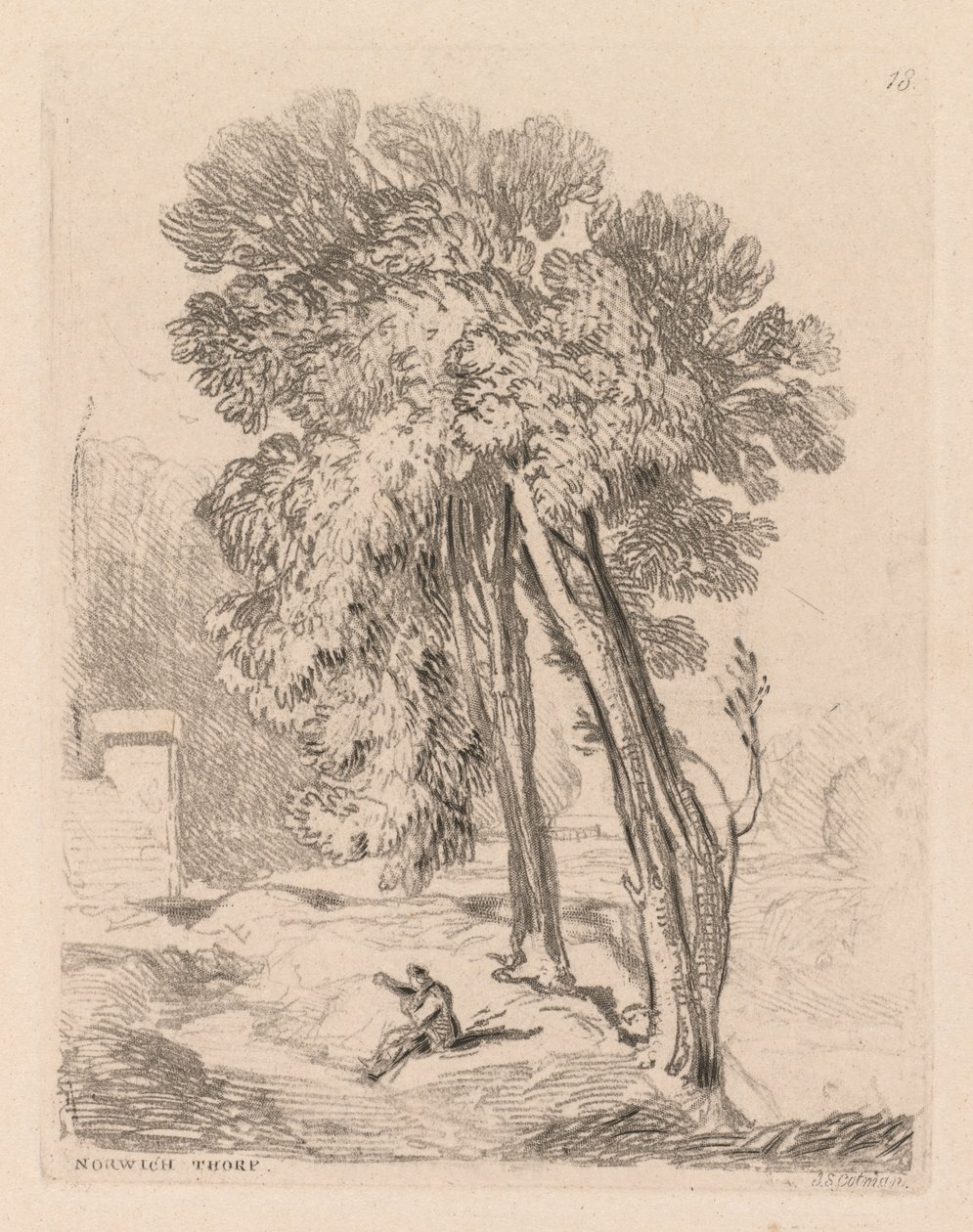 Liber Studiorum: Plate 18, Trees at Norwich Thorp, Norfolk by John Sell Cotman