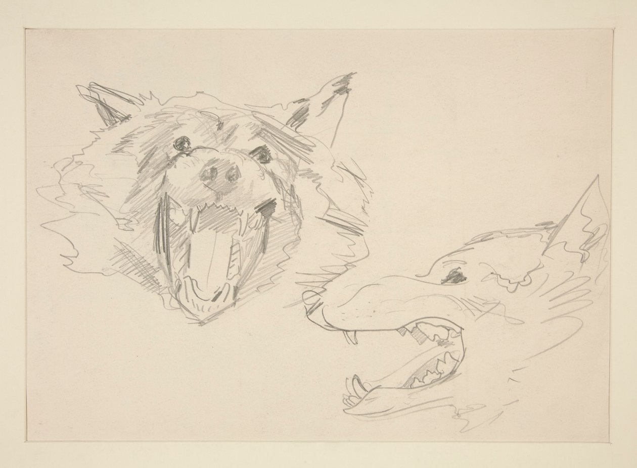 Two Views of a Wolf by John Singer Sargent