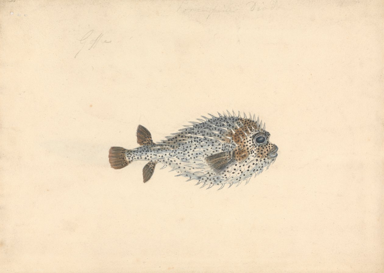 A Porcupine Fish by John Smart