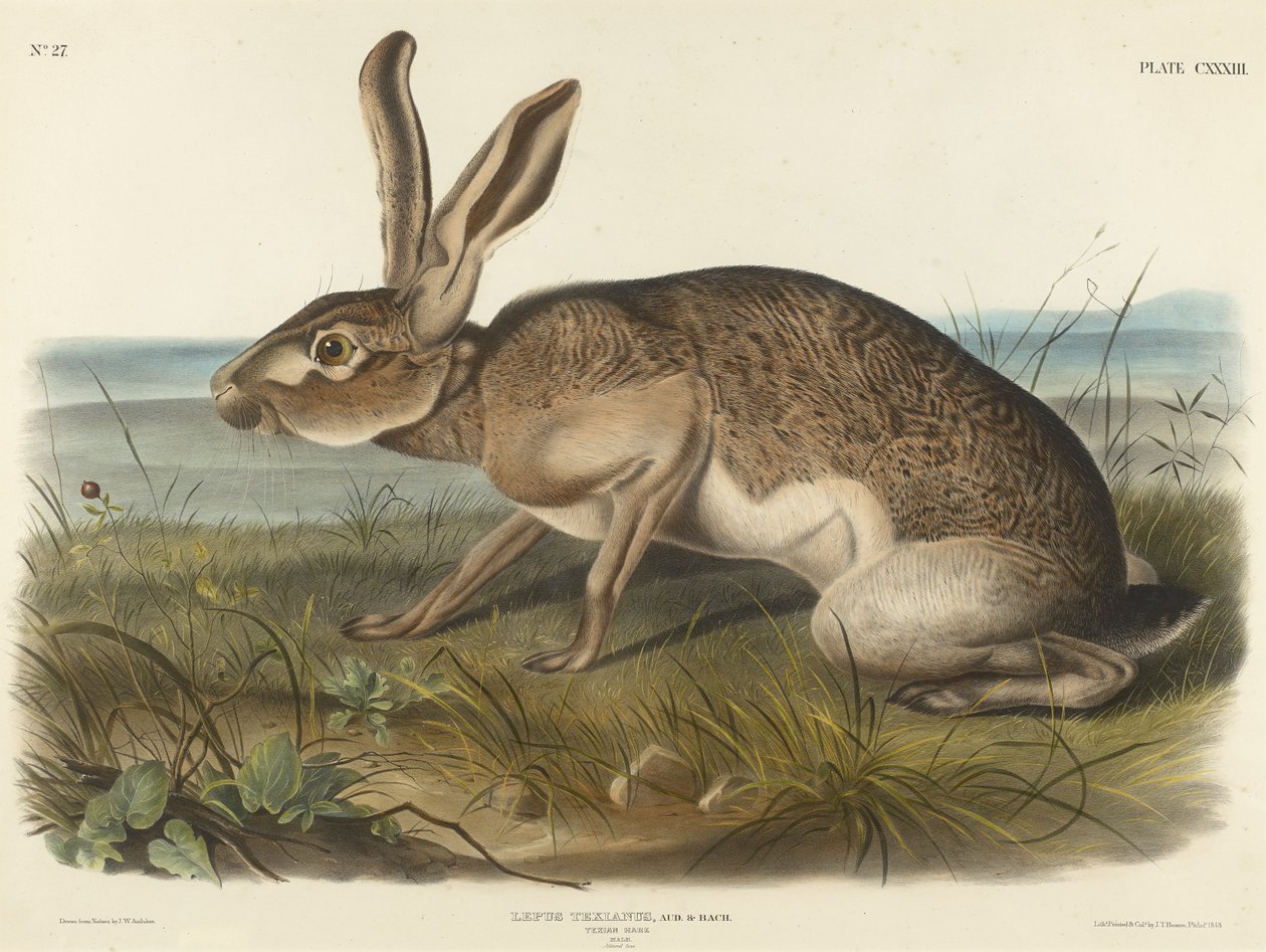 Texian Hare by John T. Bowen