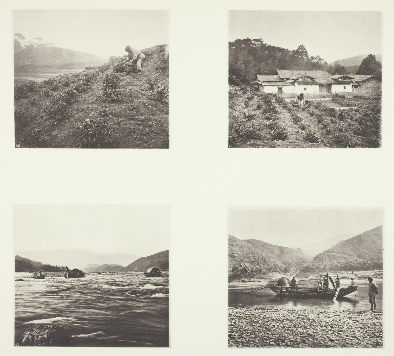 The Tea Plant; Yenping Rapids; A Small Rapid Boat by John Thomson