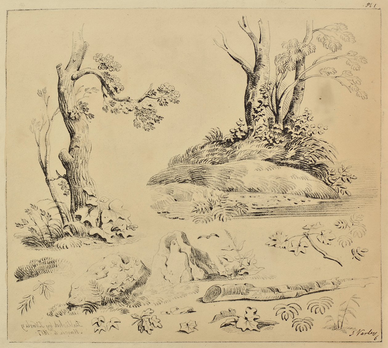 Sheet of Studies of Tree-trunks and Foliage by John Varley