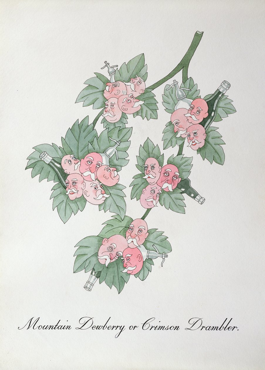 Mountain Dewberry or Crimson Drambler, illustration from 
