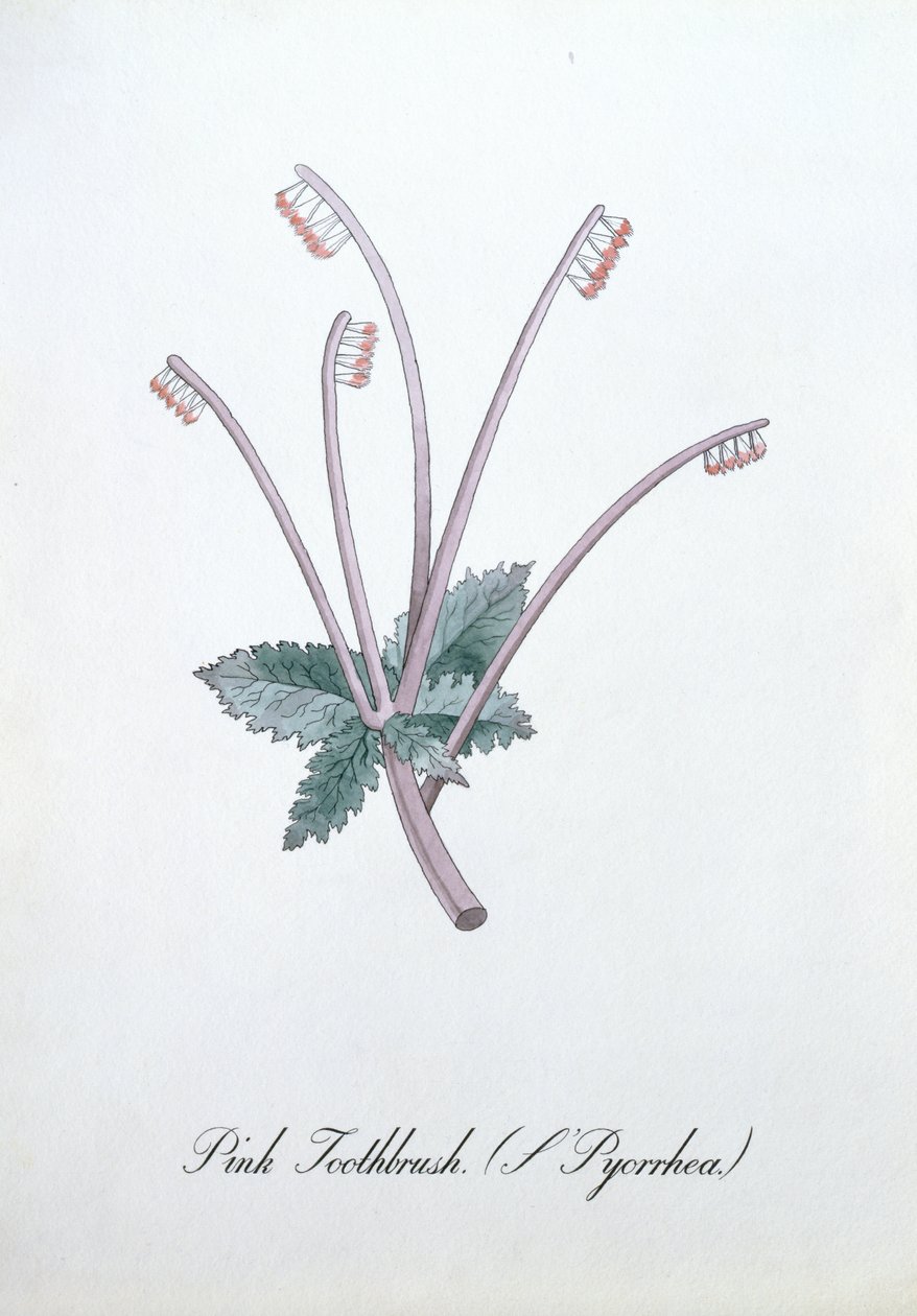 Pink Toothbrush, Illustration from 