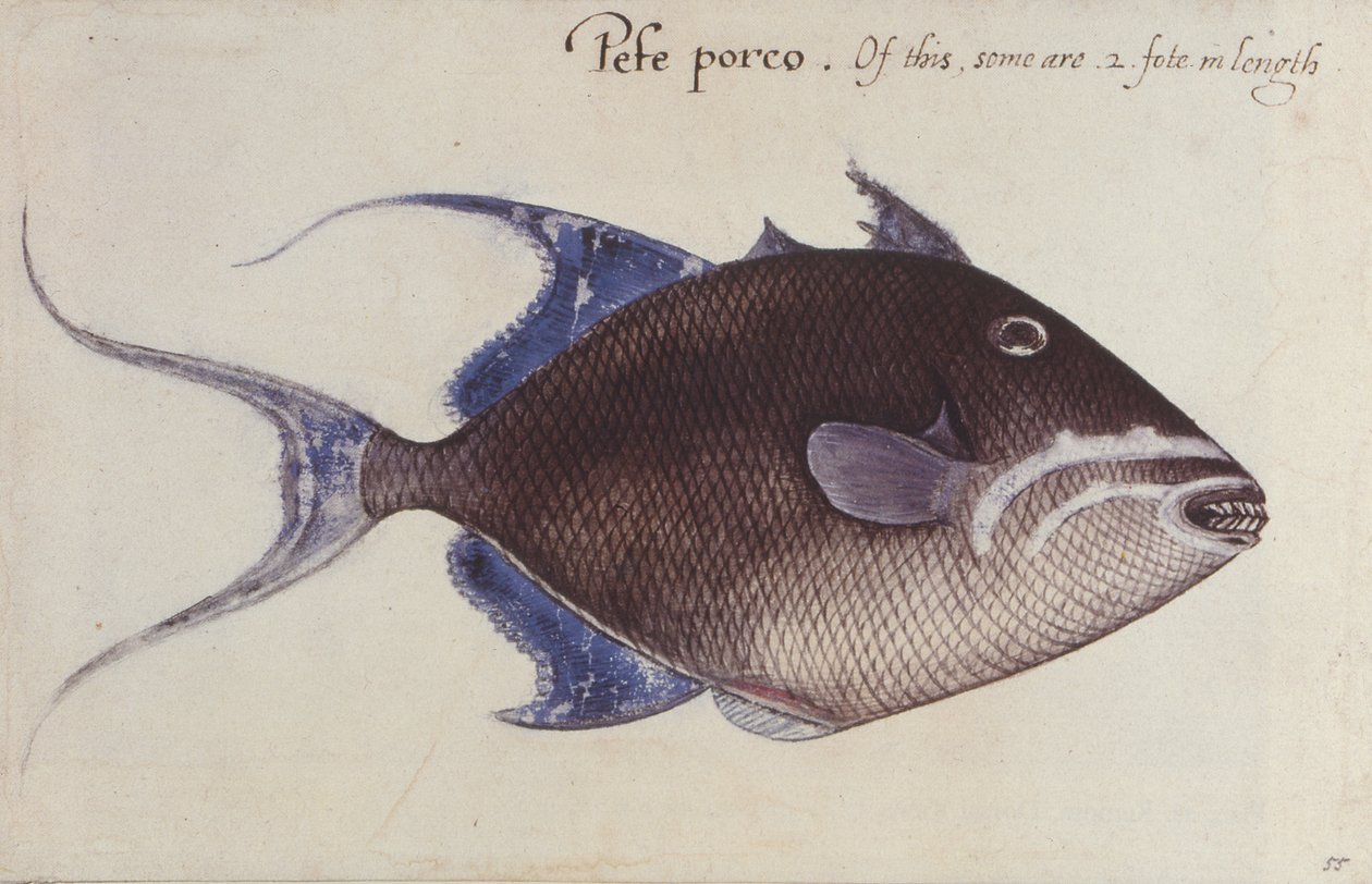 Triggerfish Drawing