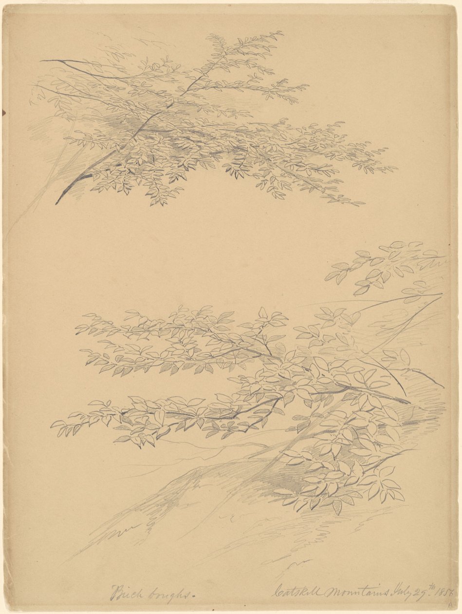 Birch Boughs, Catskill Mountains by John William Casilear
