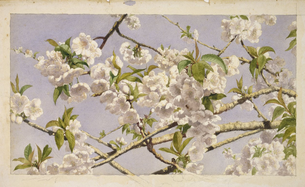 Apple Blossoms, c.1874 by John William Hill