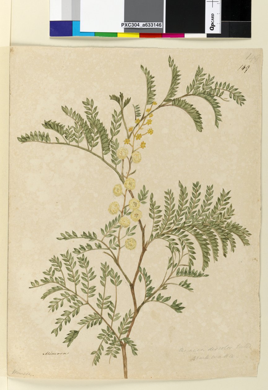 Page 149. Acacia discolor Acacia terminalis by John William Lewin