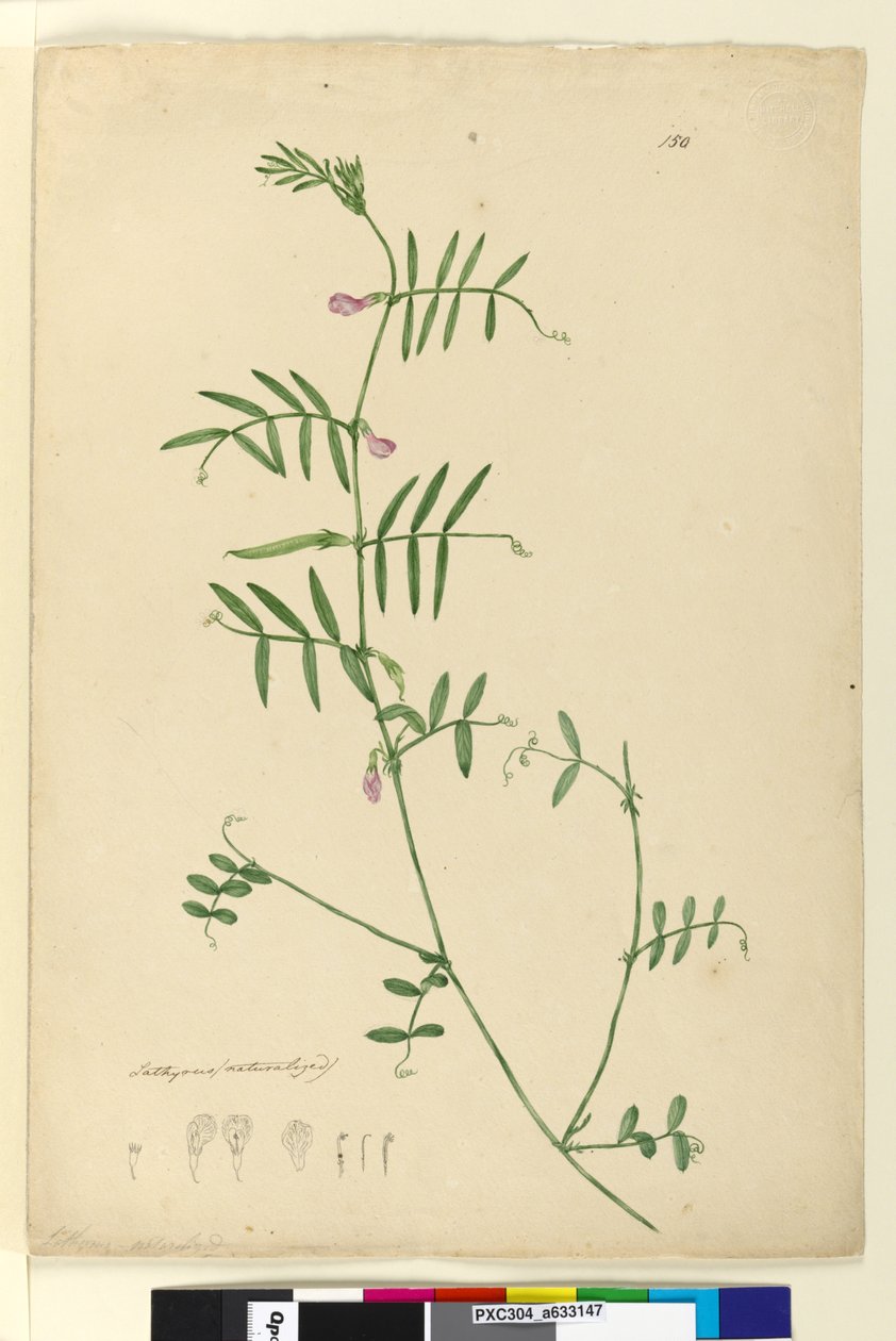 Page 150. Lathyrus by John William Lewin