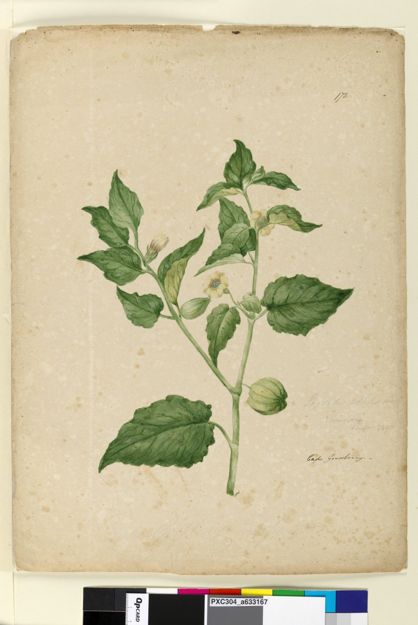 Page 172. Physalis edulis by John William Lewin